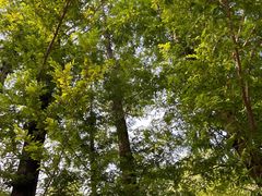 -白水寺森林公园