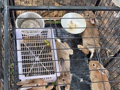 -马陆小张葡萄园农家乐