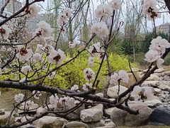 -莲花池公园