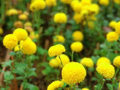 -南宁花花大世界景区