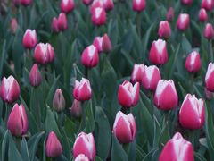 -玄武湖景区-情侣园游乐场