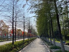 -上海长兴岛郊野公园