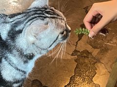 -咖法森林·咖啡  酒吧(天河店)