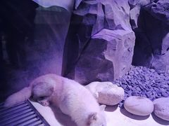 -上海海昌海洋公园