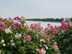 -贡湖湾湿地公园