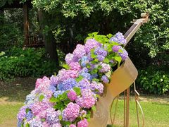 -上海共青森林公园