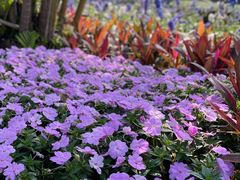 -观澜湖生态运动公社