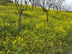 -绵阳盛世樱花悠乐谷