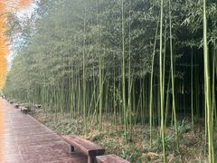 -黄海国家森林公园