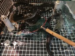 -鳗匠.日本料理店(上夼美食街店)