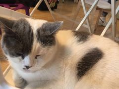-Cappucimeow猫咪咖啡馆(韦伯时代店)