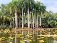 -中国科学院西双版纳热带植物园