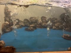 -质烤烤物·活烤海鲜(质烤总店)