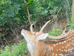 -大连森林动物园