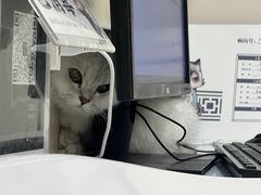 -萌兽医馆·犬猫专科·眼科中心·宠物医院(朝阳门分院)