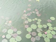 -苏州太湖湖滨国家湿地公园