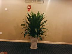 -成都绿洲大酒店(春熙路太古里店)