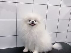 -1013 PET SHOP精品宠物商店(丁香店)