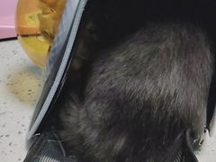 -半岛宠物医院24小时(科华中路店)
