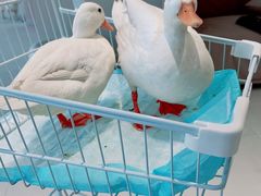 -怪兽屋·羊驼·猫咖·狗咖(俊华广场店)