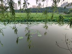 -月湖风景区