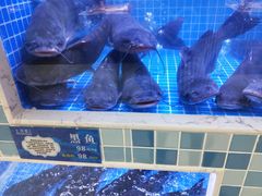 -大河宴椒麻鱼(嘉和园店)