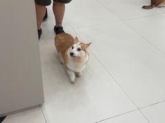 -御宝贝24h宠物医院·转诊中心·CT核磁血透中心(厦门总院)
