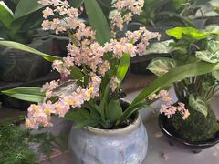-花鸟鱼虫鲜花绿植市场(玉泉路店)