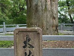 -天目山大树王景区