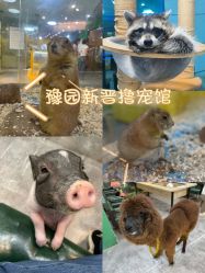 -神奇动物撸宠馆·羊驼·小浣熊·异宠(豫园店)