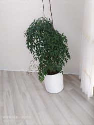 -HEYAN荷妍专业脱毛连锁机构