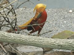 -青藏高原野生动物园