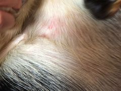 -宠爱国际动物医院· 猫科· 外科·中兽医(长白店)