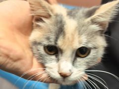 -乖乖宠物医院·猫科·骨科·24小时(云岗分院)