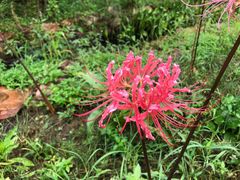 -南京市无想山景区