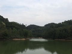 -中山市树木园