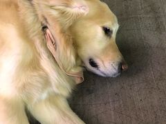 -百好乐宠物友好餐厅(朝外大街店)