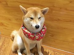 -柴务处·柴犬主题狗咖