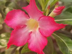 -北京植物园-展览温室