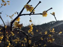 -无锡梅园公园