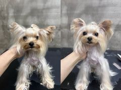 -PETKIT 小佩宠物·低压洗护·美容·寄养(安远店)