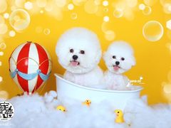 -超宠爱宠物摄影-Super pet