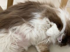 -鼓捣猫呢主题猫咖店