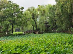 -桂湖森林公园