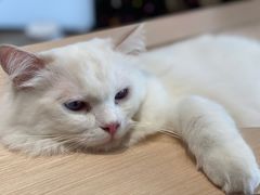 -瞄一喵猫咖(格力海岸店)