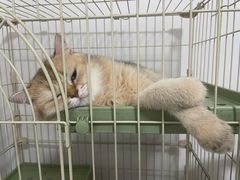 -天宠宠物医院24小时·急重症诊疗中心·全科·腔镜特色(和平分院)