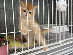 -翊宠yipet猫狗购宠庄园犬舍•猫舍