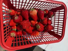 -大自然农场蔬菜草莓采摘园