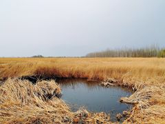 -野鸭湖国家湿地公园