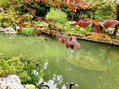 -上海醉白池公园